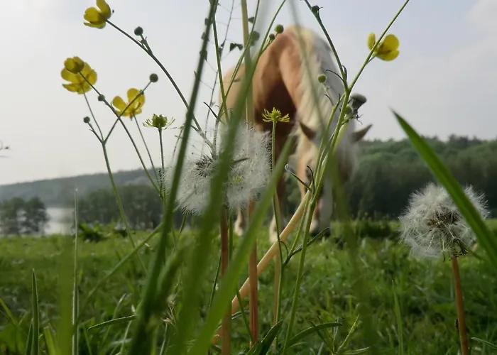 Appartementhof Fastnacht Am